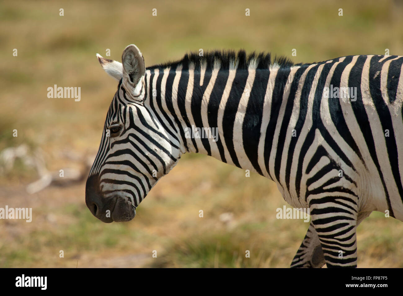 zebra in Amboseli national park Stock Photo