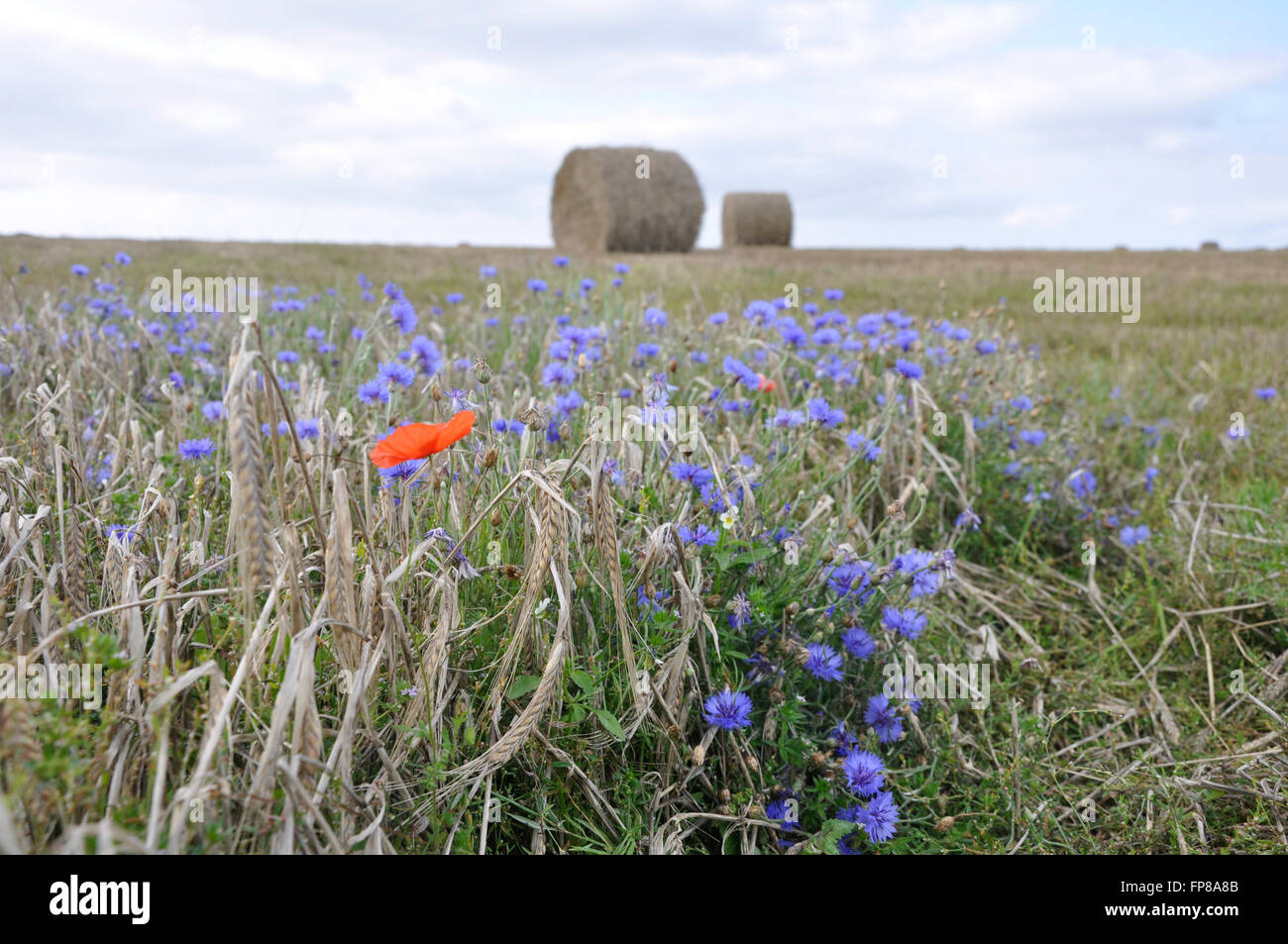 Flowers on the edge of a corn field with straw bales in the background