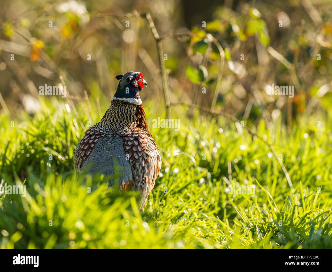 Beautiful British Ring-necked Pheasant (Phasianus colchicus) foraging in natural woodland forest setting. Stock Photo