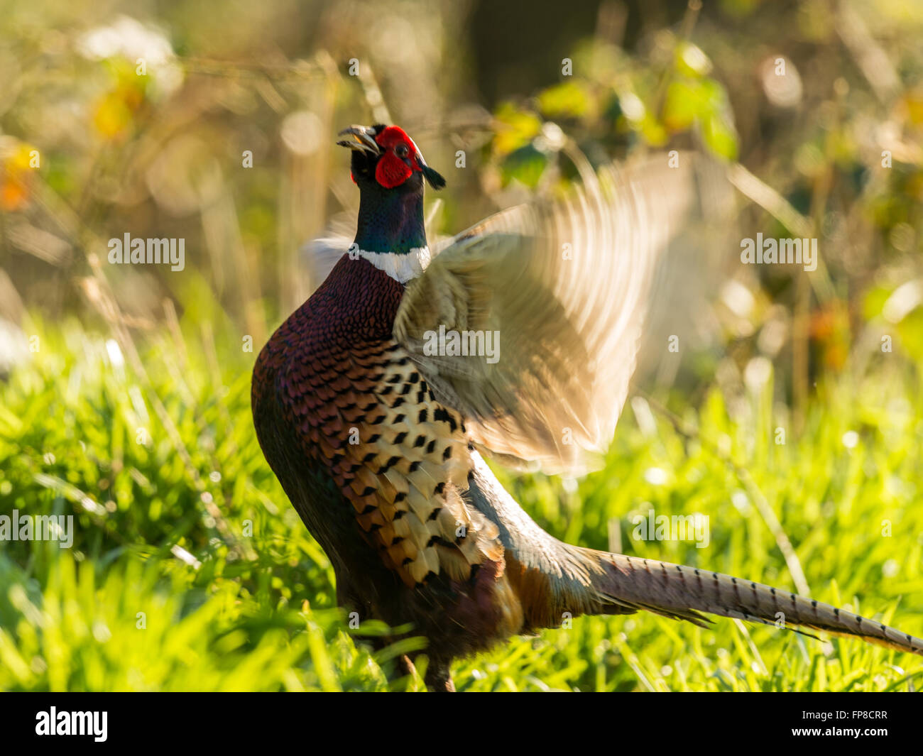 Beautiful Male Ring-necked Pheasant (Phasianus colchicus) crowing in natural woodland forest setting. Stock Photo