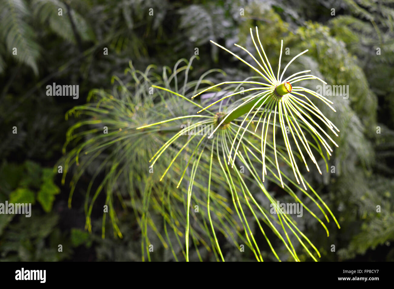 Horsetail Plant Stock Photo