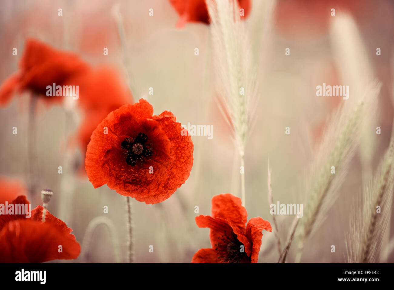 Beautiful Red Poppy Flowers on Sunny Meadow in Spring Stock Photo - Alamy