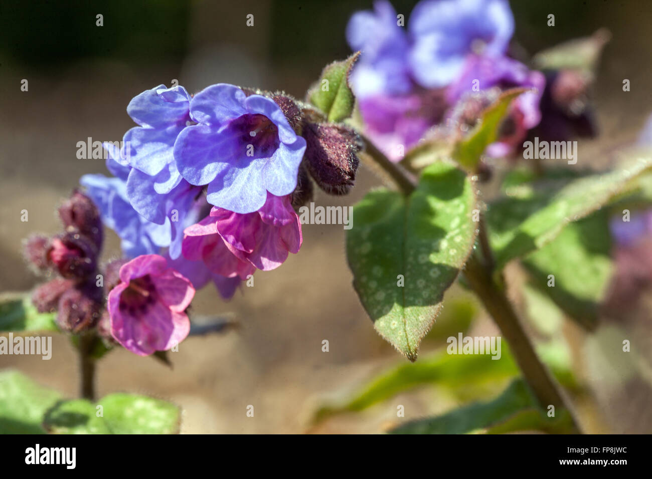 Pulmonaria officinalis, lungwort blue flower Stock Photo