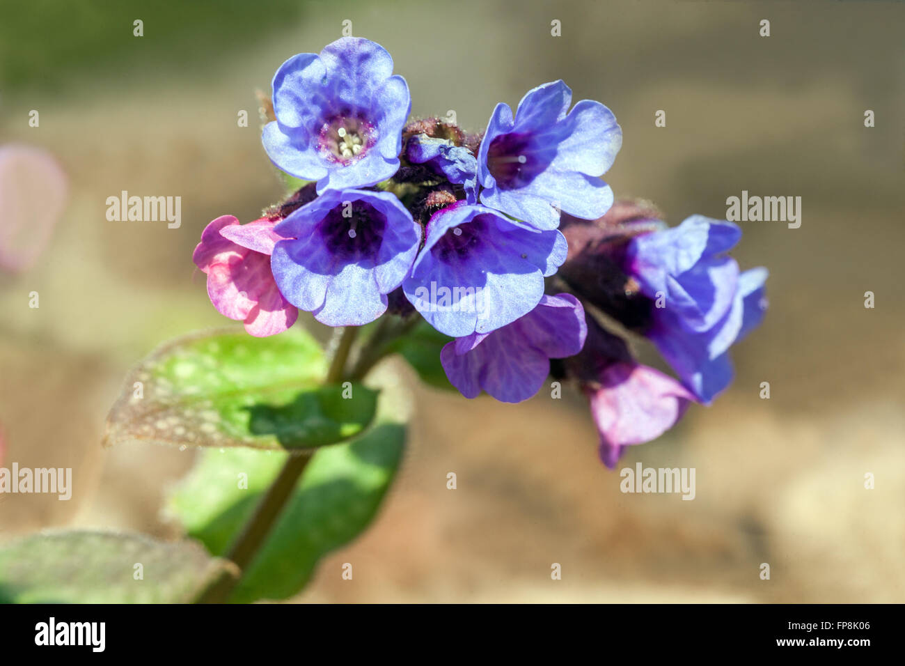 Pulmonaria officinalis, lungwort blue flower Stock Photo