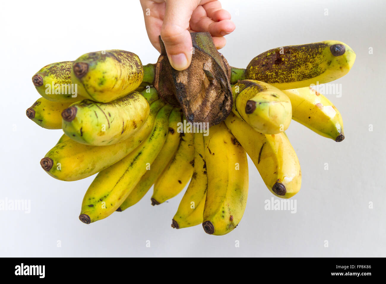 A Banana Bunch Of The Gros Michel Variety Held In The Hand Of A Young Woman Isolated On White Stock Photo Alamy