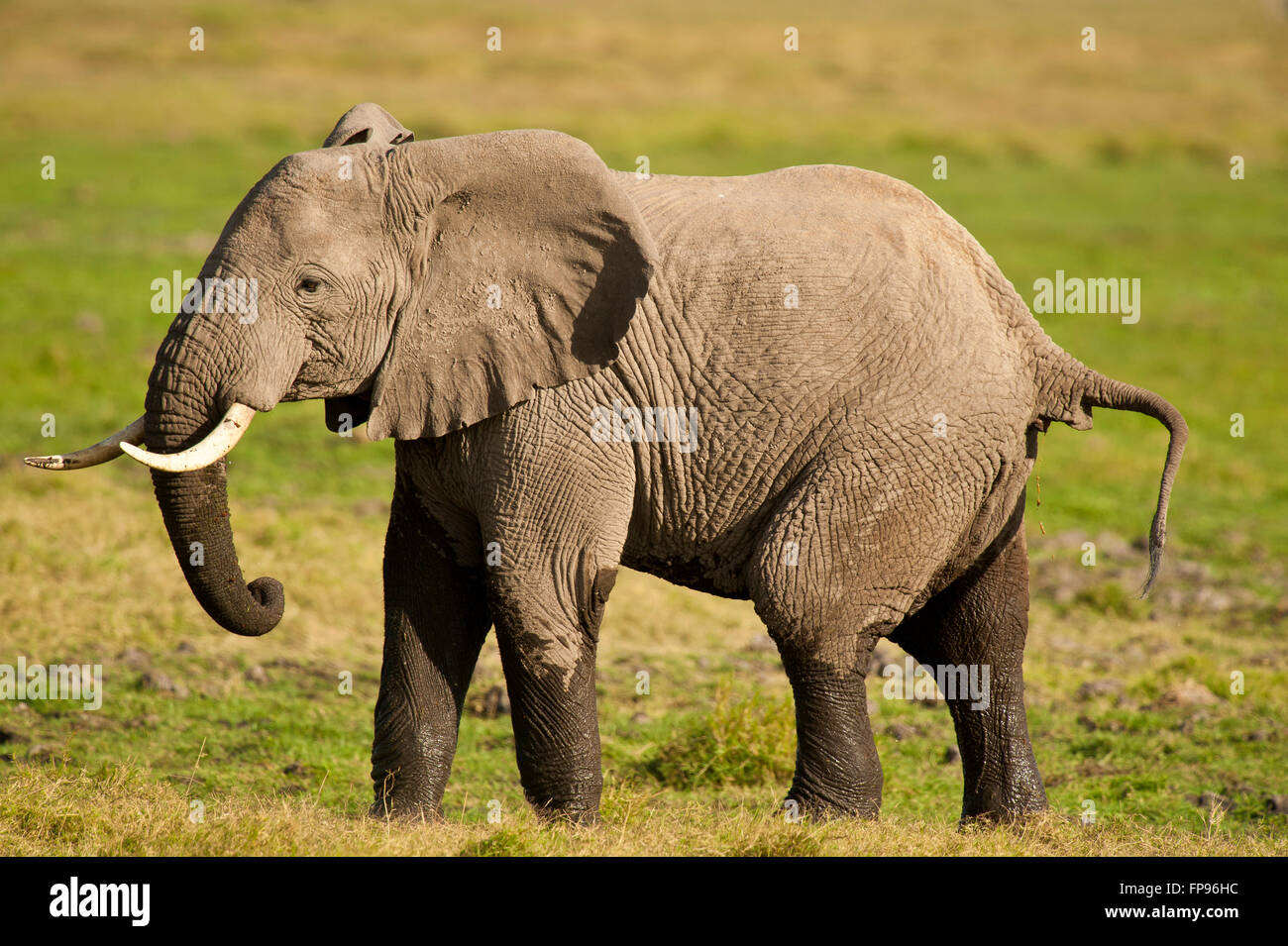Elephant walking in the green savannah of kenyan national park Stock Photo