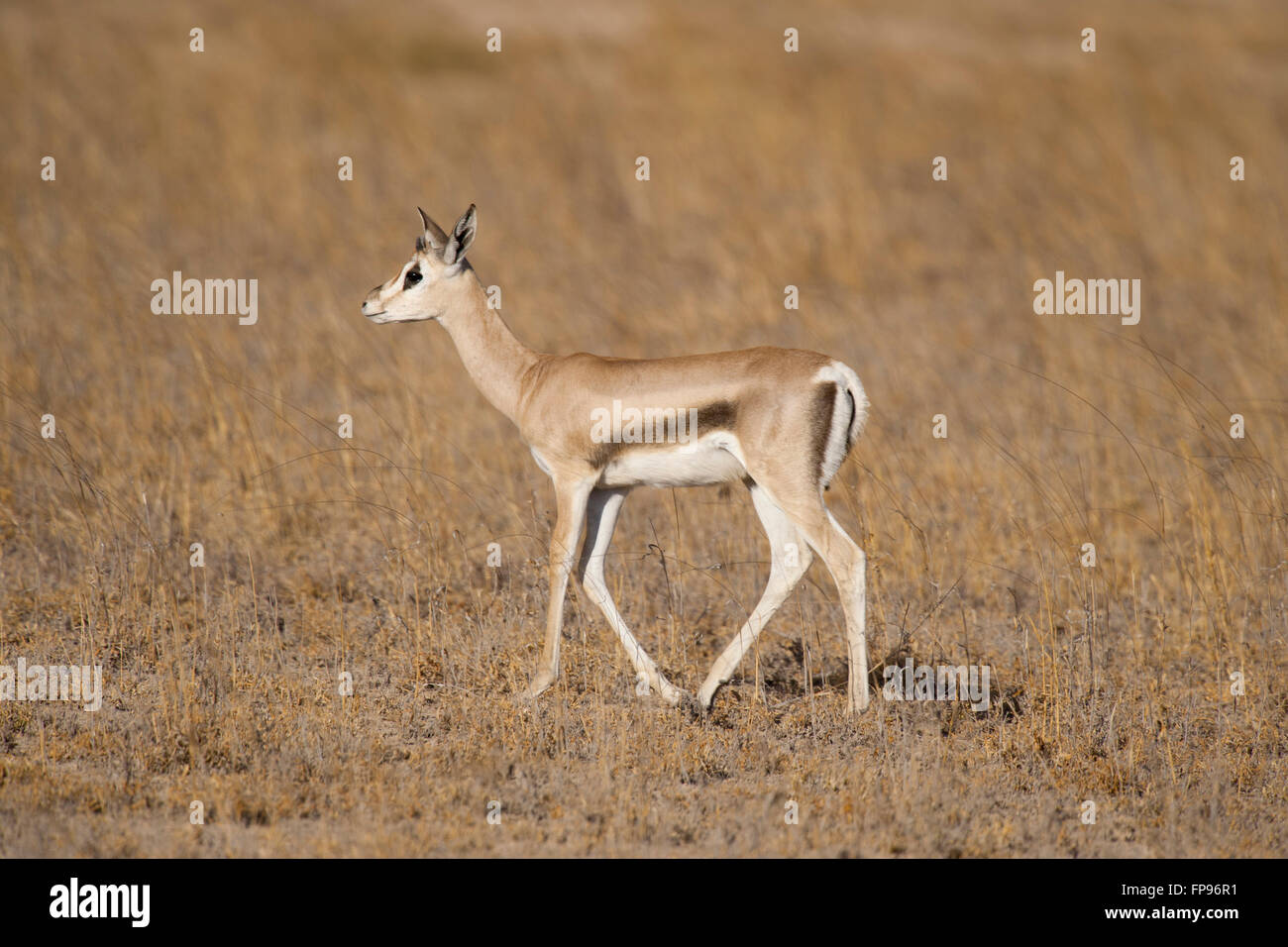 Africa kenya thomson gazelle on hi-res stock photography and images - Alamy