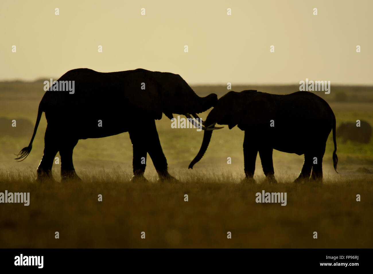 Elephant walking in the savannah in Amboseli National Park in Kenya Stock Photo
