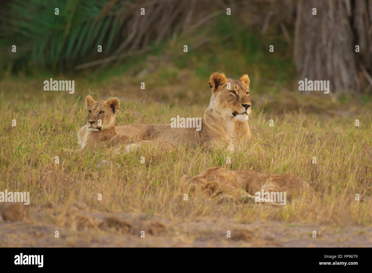Lioness and his cub lying down in the savannah in Amboseli National Park of Kenya Stock Photo