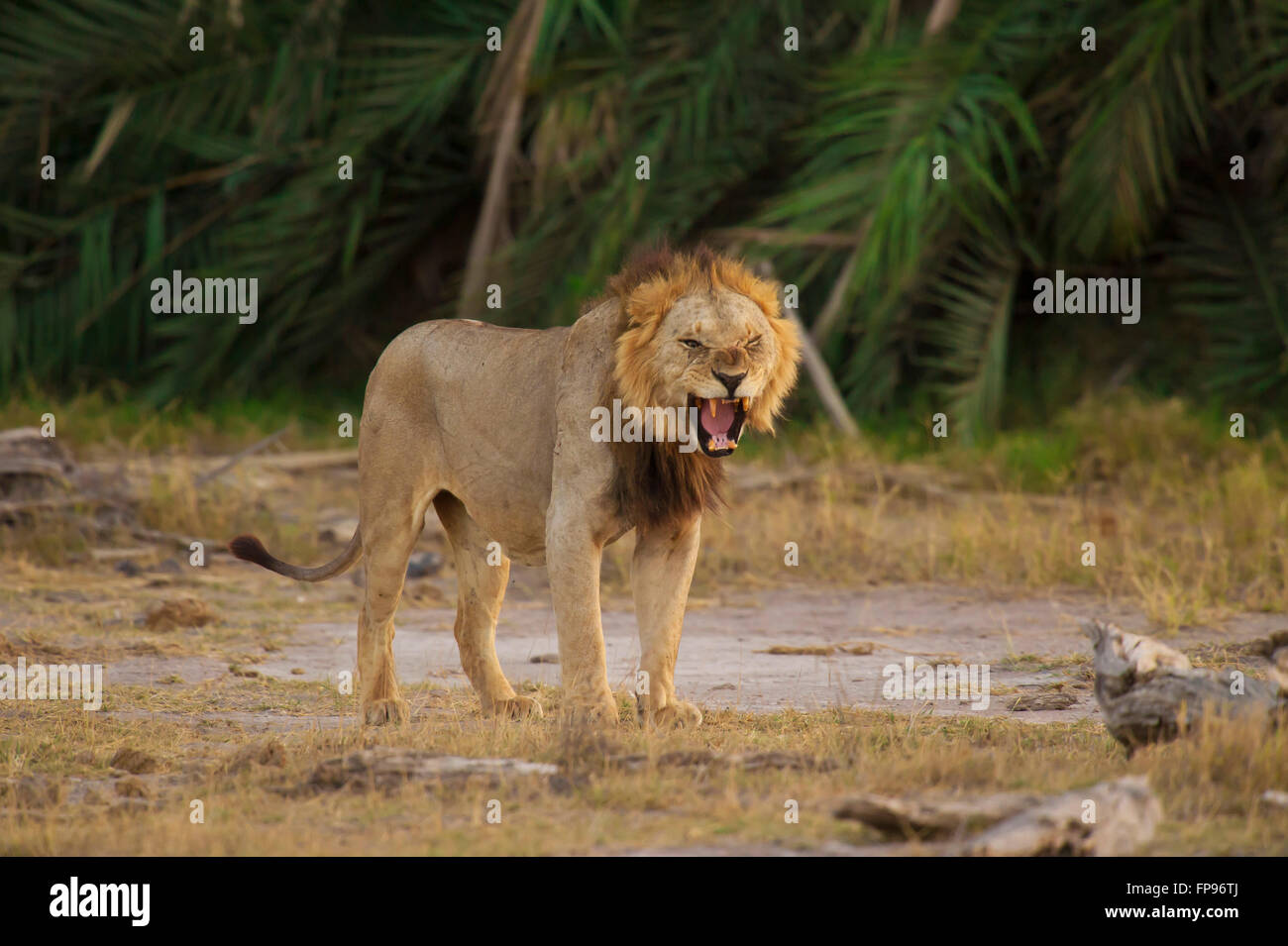 Lion in the savannah in Amboseli National Park of Kenya Stock Photo