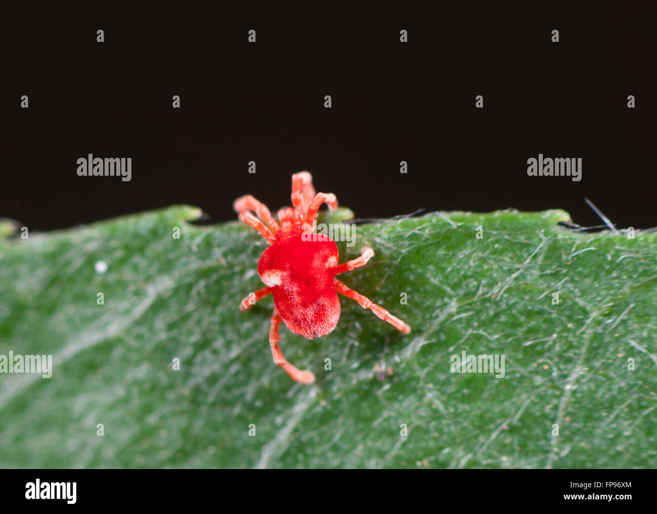 Red Velvet Mite (Acarina), Trombidiidae, Pemberton, Western Australia, Australia Stock Photo