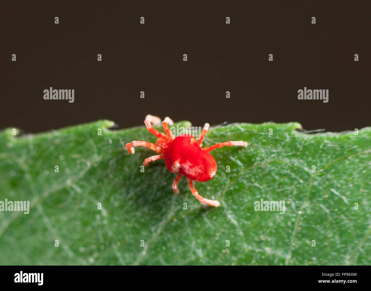 Red Velvet Mite (Acarina), Trombidiidae, Pemberton, Western Australia, Australia Stock Photo