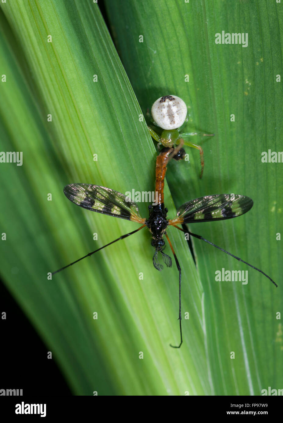 Australian crab spider hi-res stock photography and images - Alamy