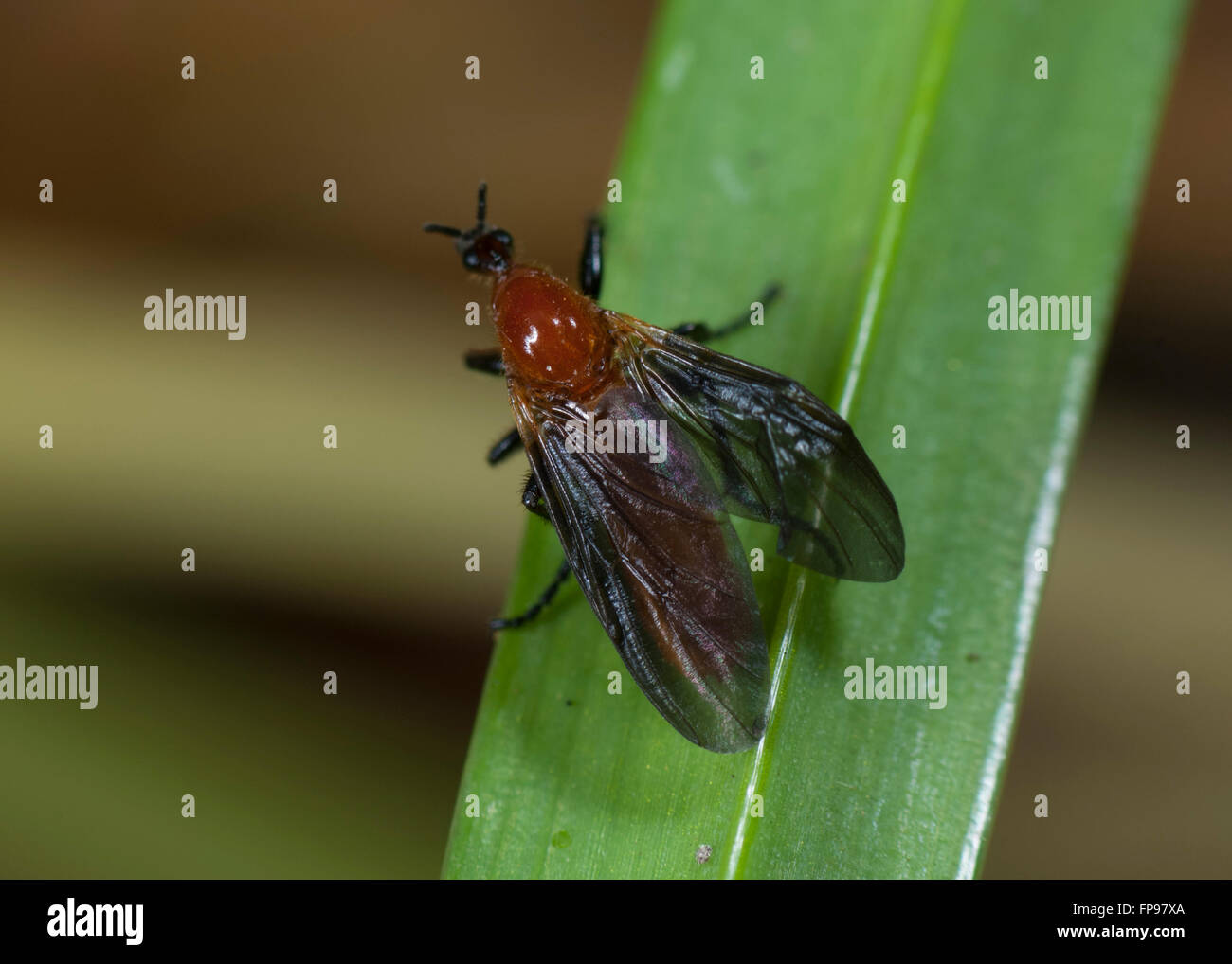 Plecia ornaticornis hi-res stock photography and images - Alamy