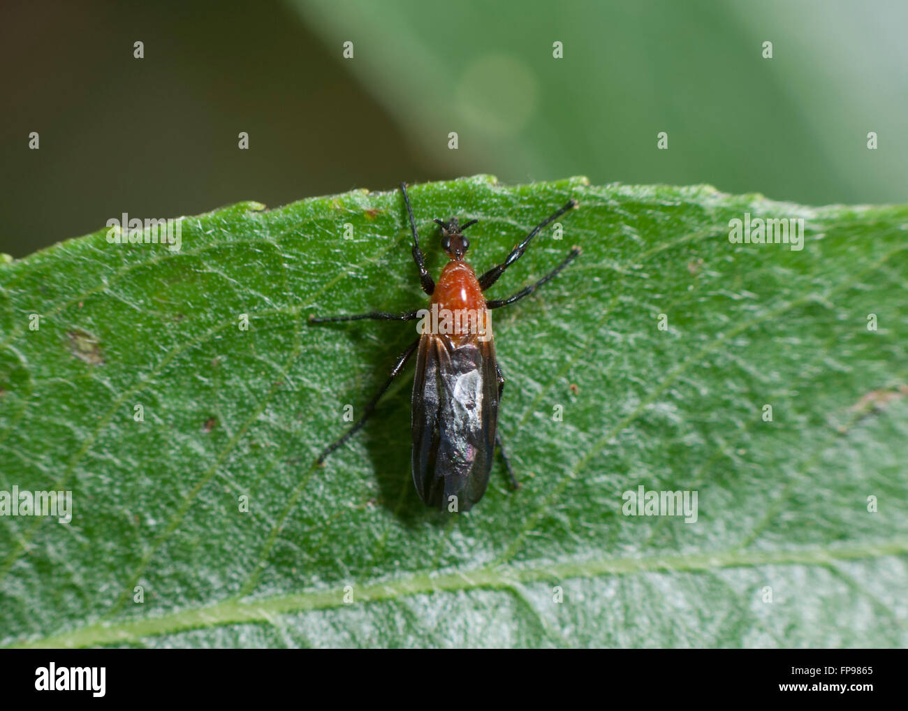 March Fly (Plecia ornaticornis), Western Australia, Australia Stock Photo