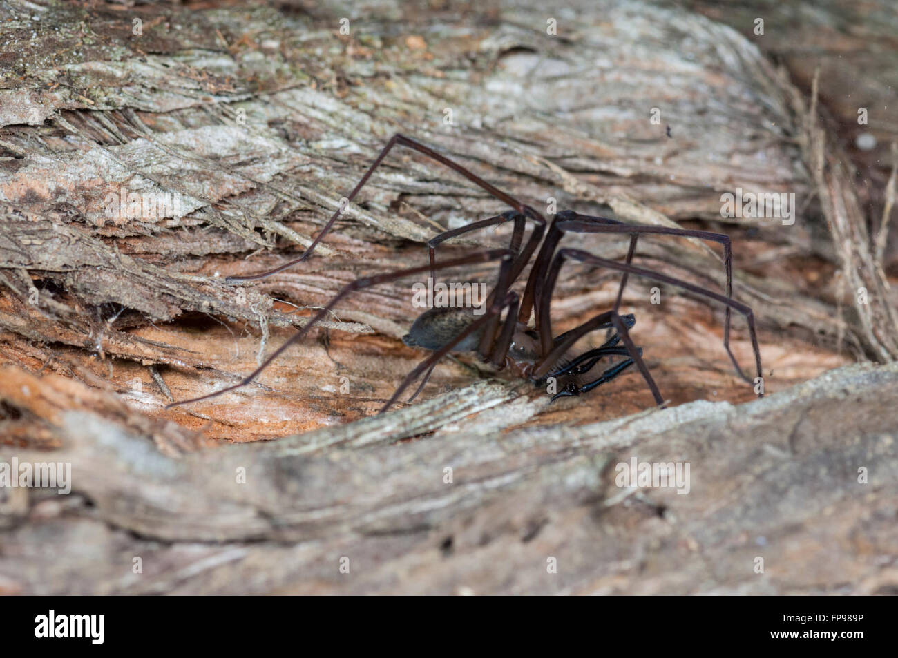 Daddy Long-legs Spider (Pholcus phalangioides), Western Australia, Australia Stock Photo