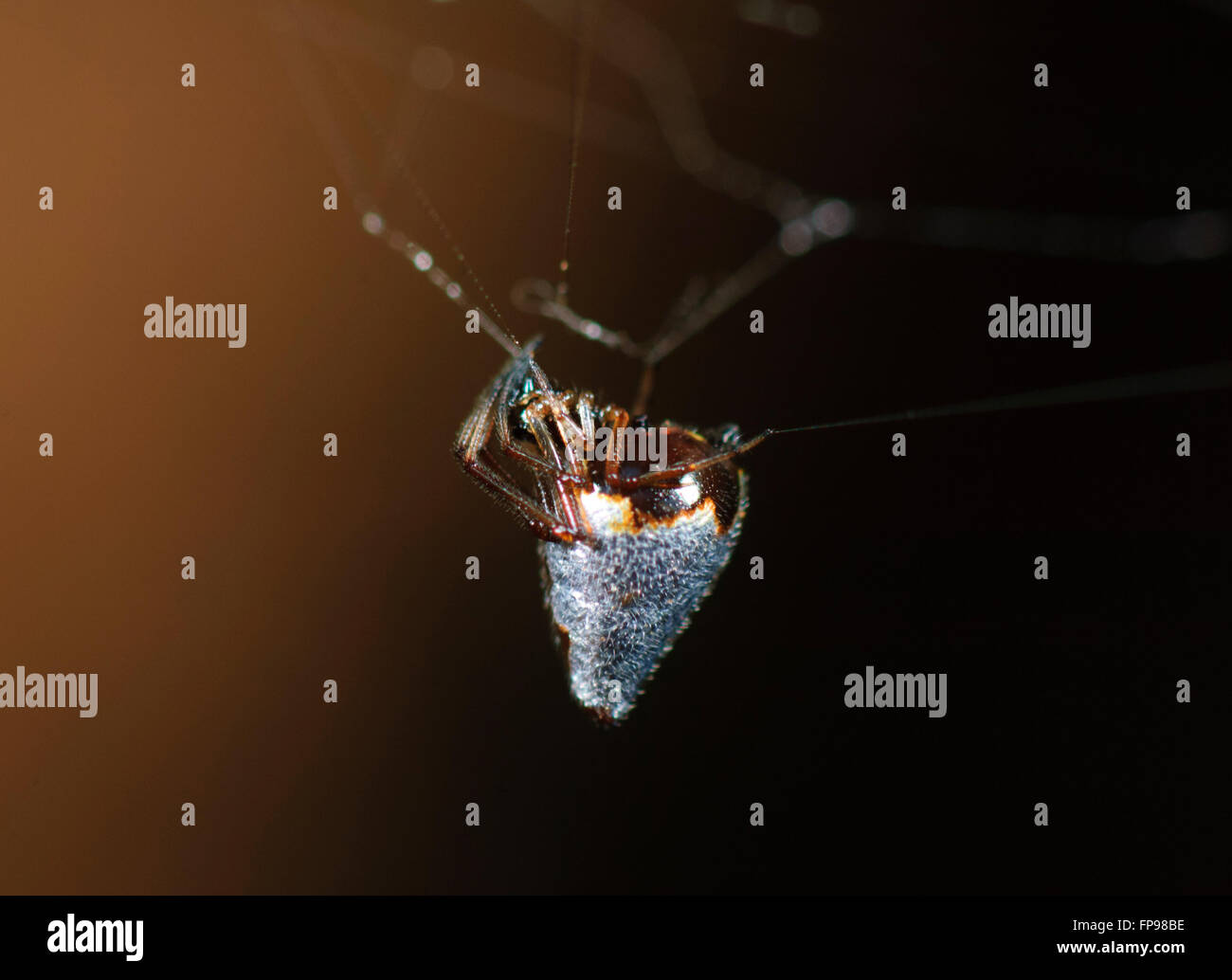 Silver Tear-drop Spider or Dew-drop Spider (Argyrodes antipodianus), Western Australia, Australia Stock Photo