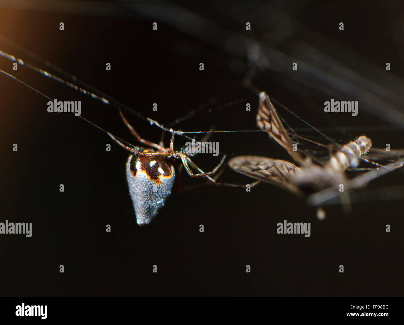 Silver Tear-drop Spider or Dew-drop Spider (Argyrodes antipodianus) with Prey, Western Australia, Australia Stock Photo