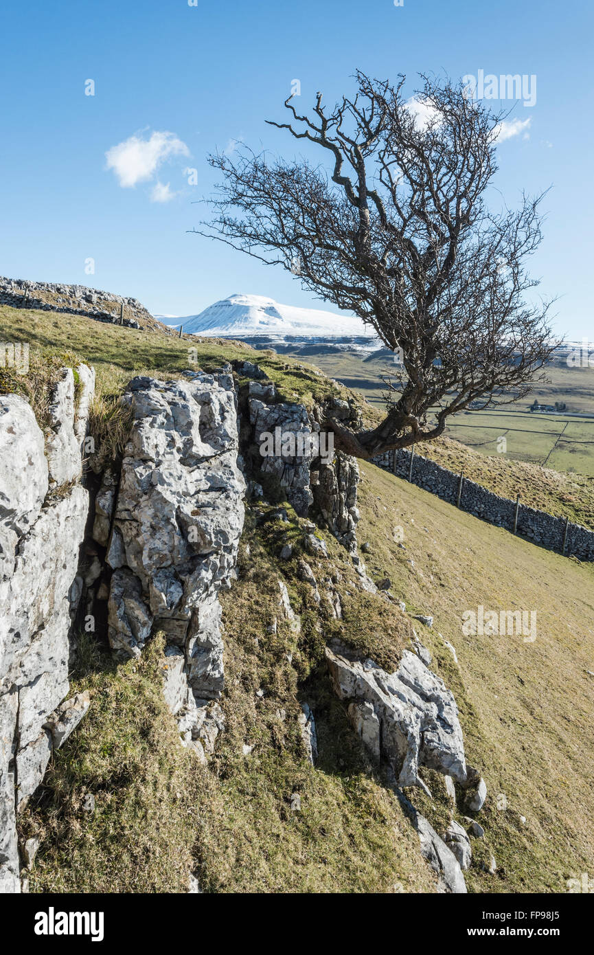 Wind bent Hawthorn tree on Twistleton Scar in the Yorkshire Dales near the village of Ingleton with snow covered Ingleborough in the distance Stock Photo