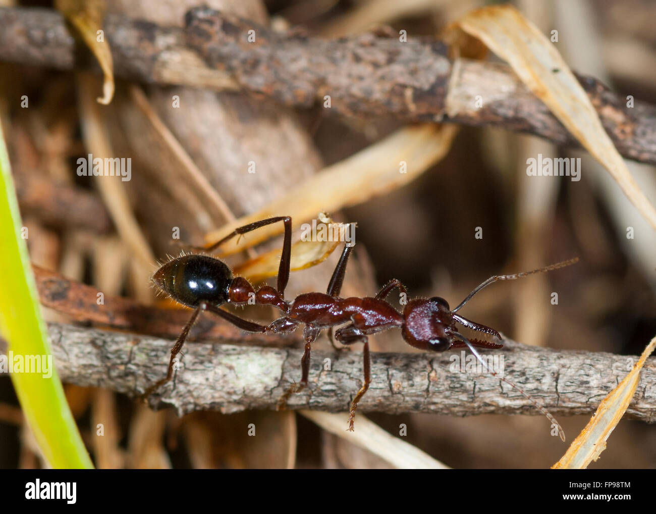 are bulldog ants the only australian ant species