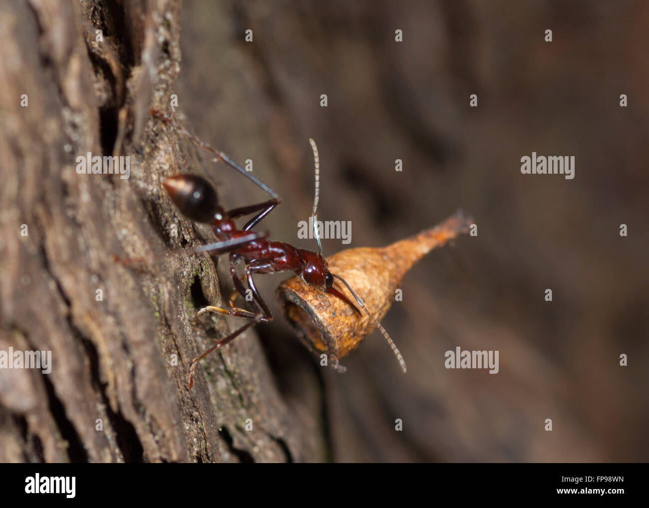 Bull Ant or Bulldog Ant (Myrmecia sp.), Western Australia, WA ...