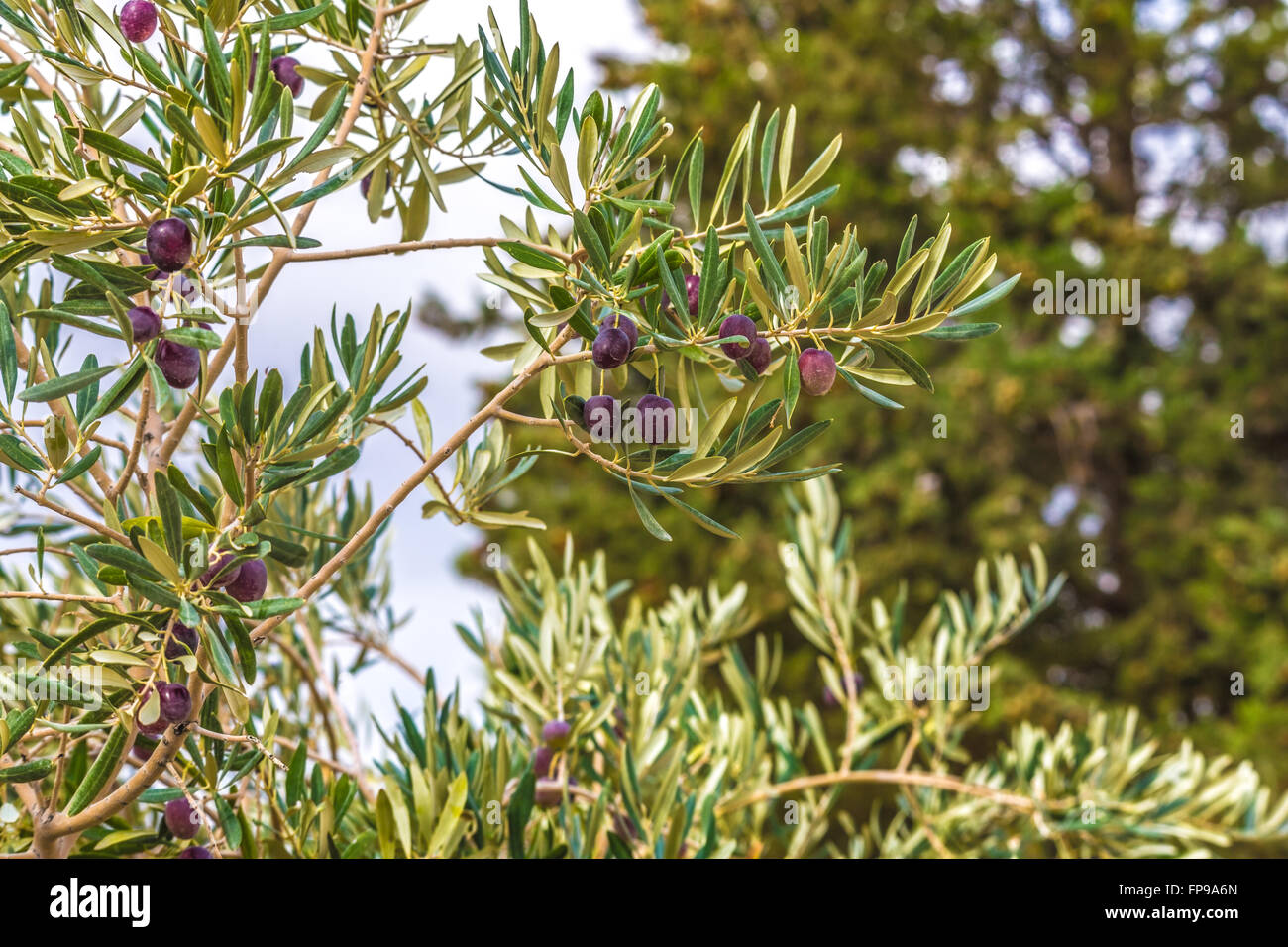The fruits of olives on a tree branch Stock Photo - Alamy