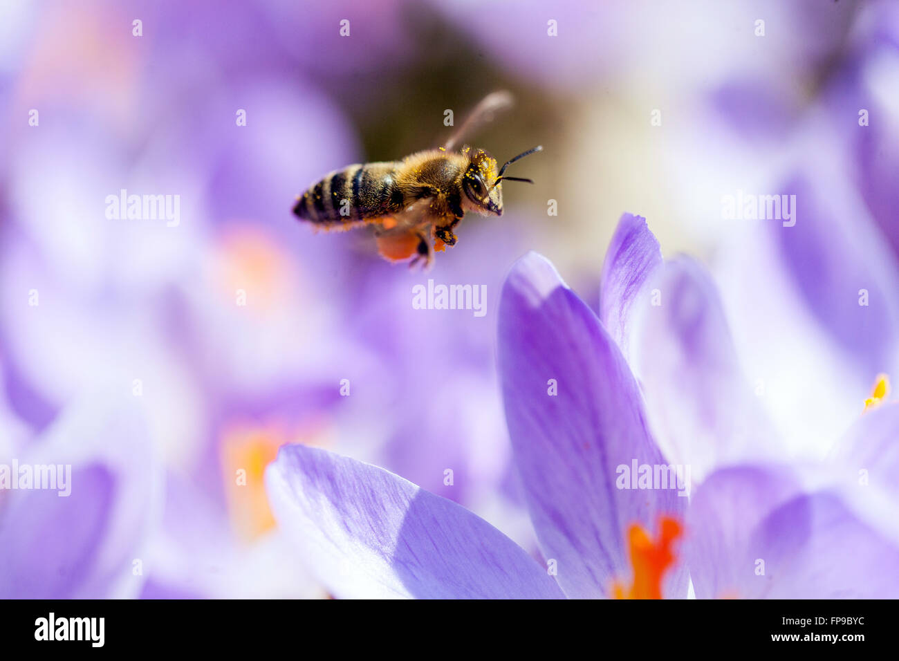 Close up Honey Bee flying above crocus flowers bee crocus Stock Photo