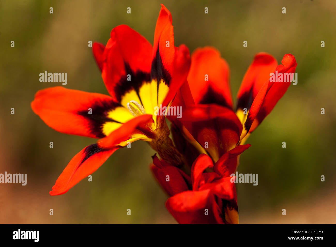 Sparaxis tricolor Harlequin Flower, close up flower Stock Photo