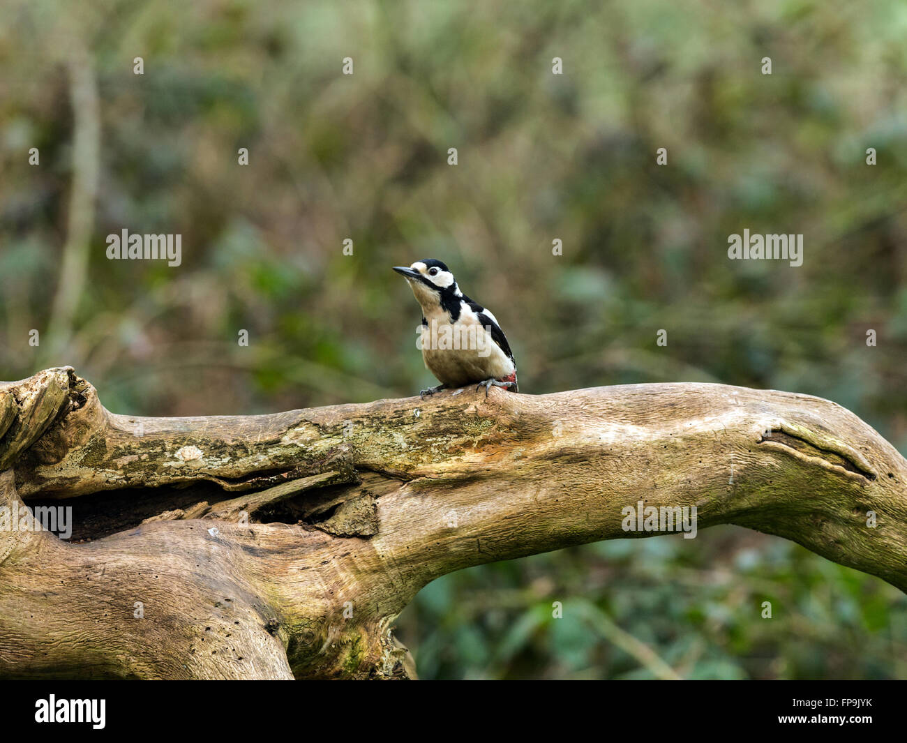 Single Great Spotted Woodpecker (Dendrocopos major) foraging in a natural woodland countryside setting. Stock Photo