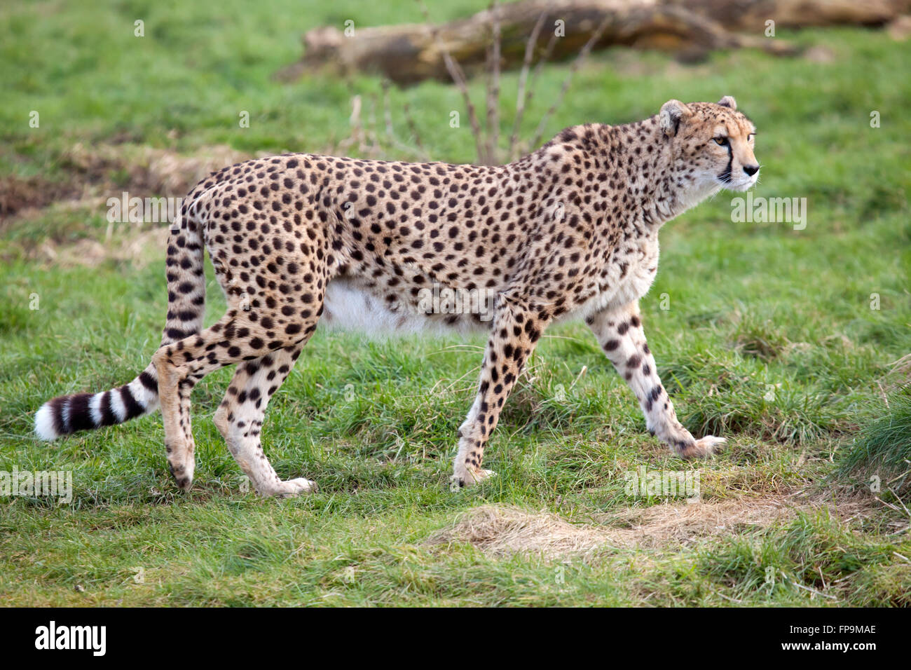 A single Cheetah walking on some grassland Stock Photo