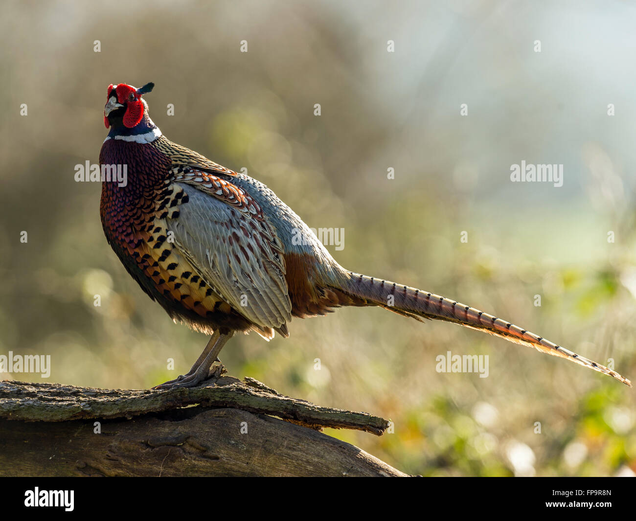 Beautiful Male Ring-necked Pheasant (Phasianus colchicus) posing in natural woodland forest setting. Stock Photo