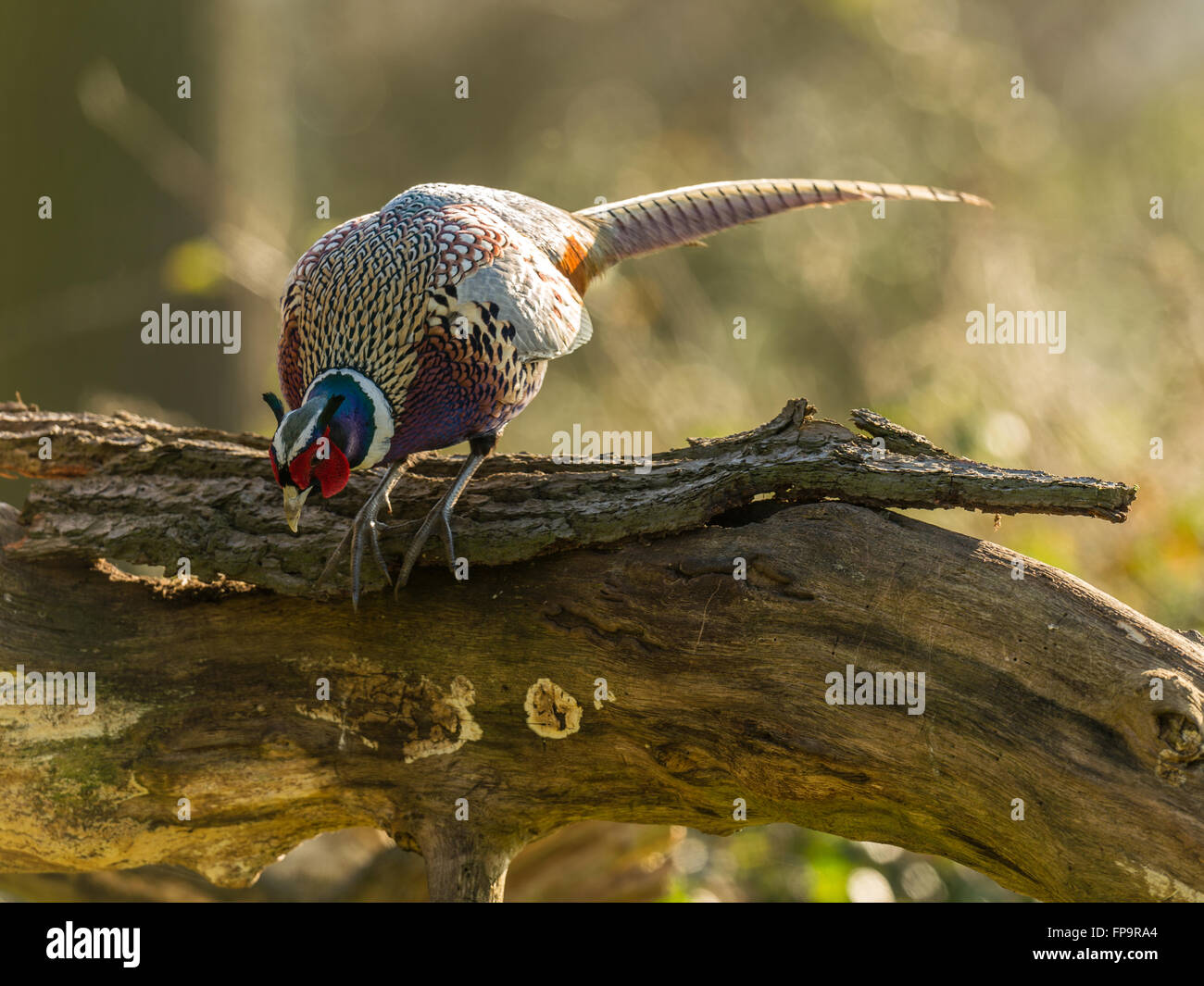 Beautiful British Ring-necked Pheasant (Phasianus colchicus) foraging in natural woodland forest setting. Stock Photo