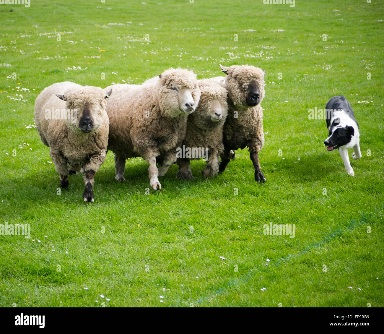 A border collie sheepdog herds sheep on a farm Stock Photo