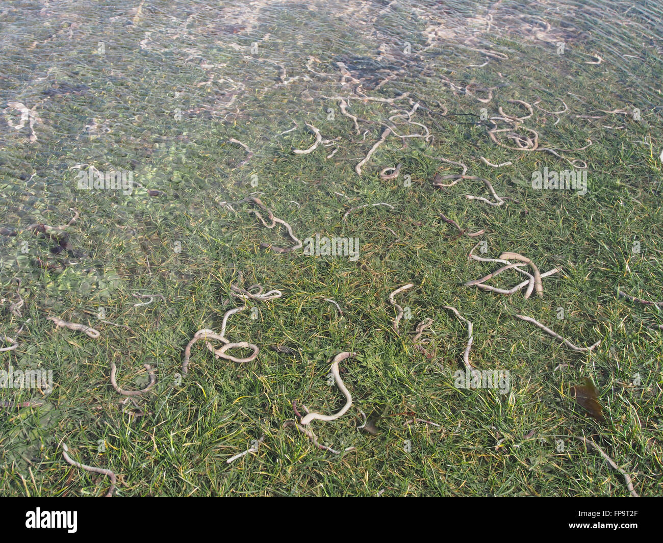 A multitude of Earthworms surface on a flooded field Stock Photo