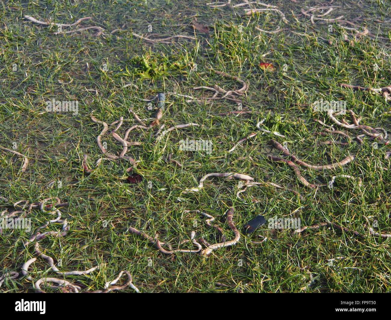 A multitude of Earthworms surface on a flooded field after heavy rainfall Stock Photo