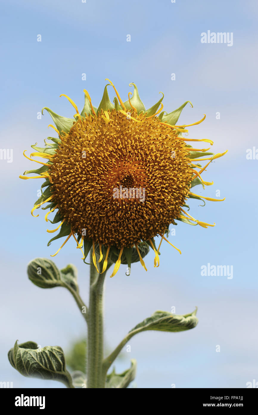 Sunflower with damaged petals Stock Photo Alamy