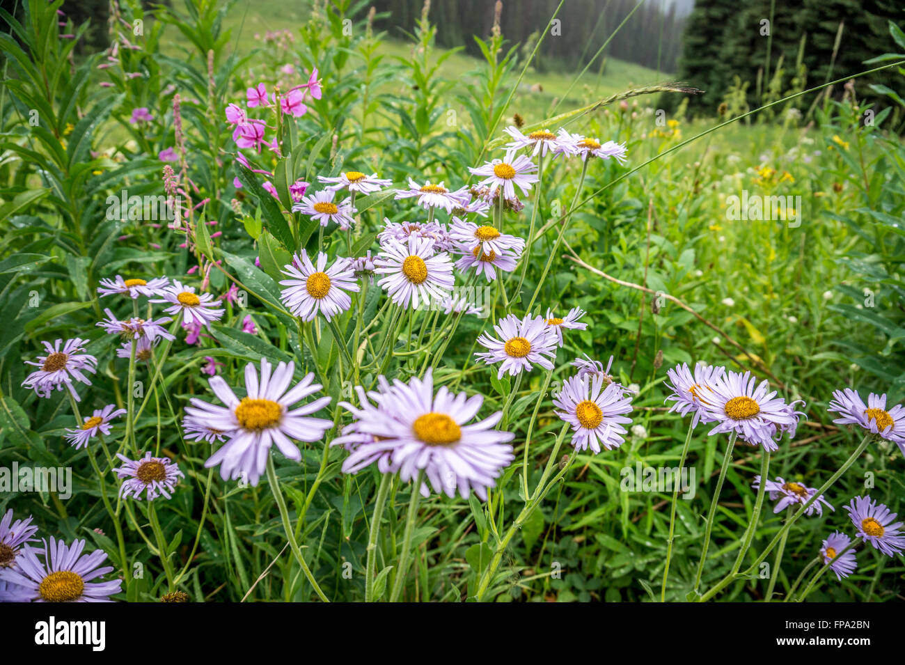 Mountain (Leafy) Aster in the High Alpine Meadows of Tod Mountain in the Shuswap Highlands of central British Columbia, Canada Stock Photo