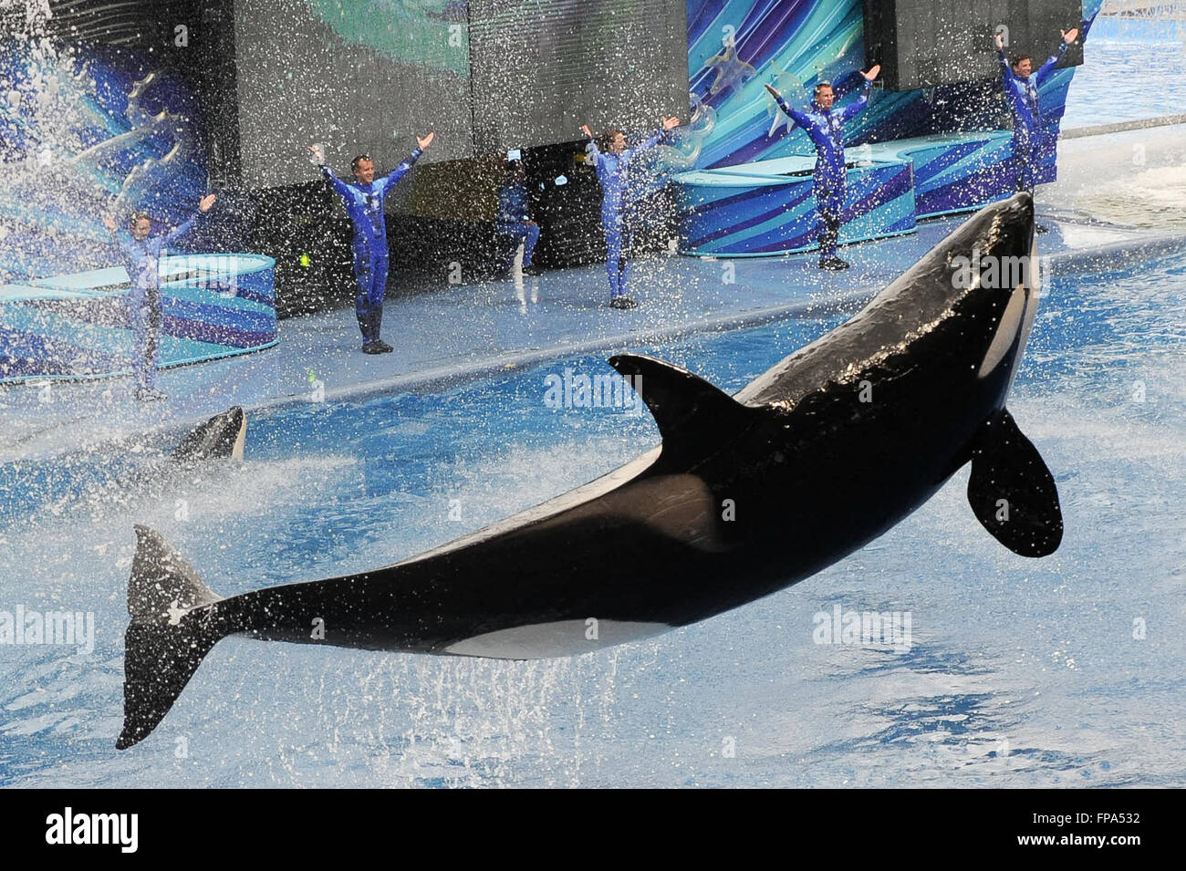 Seaworld Orlando - killer whale / orca leaps out of the water at the Orlando Florida Sea World in front of the whale trainers FILE PIC': 14th Augst, 2013 Credit:  Don Mennig/Alamy Live News Stock Photo