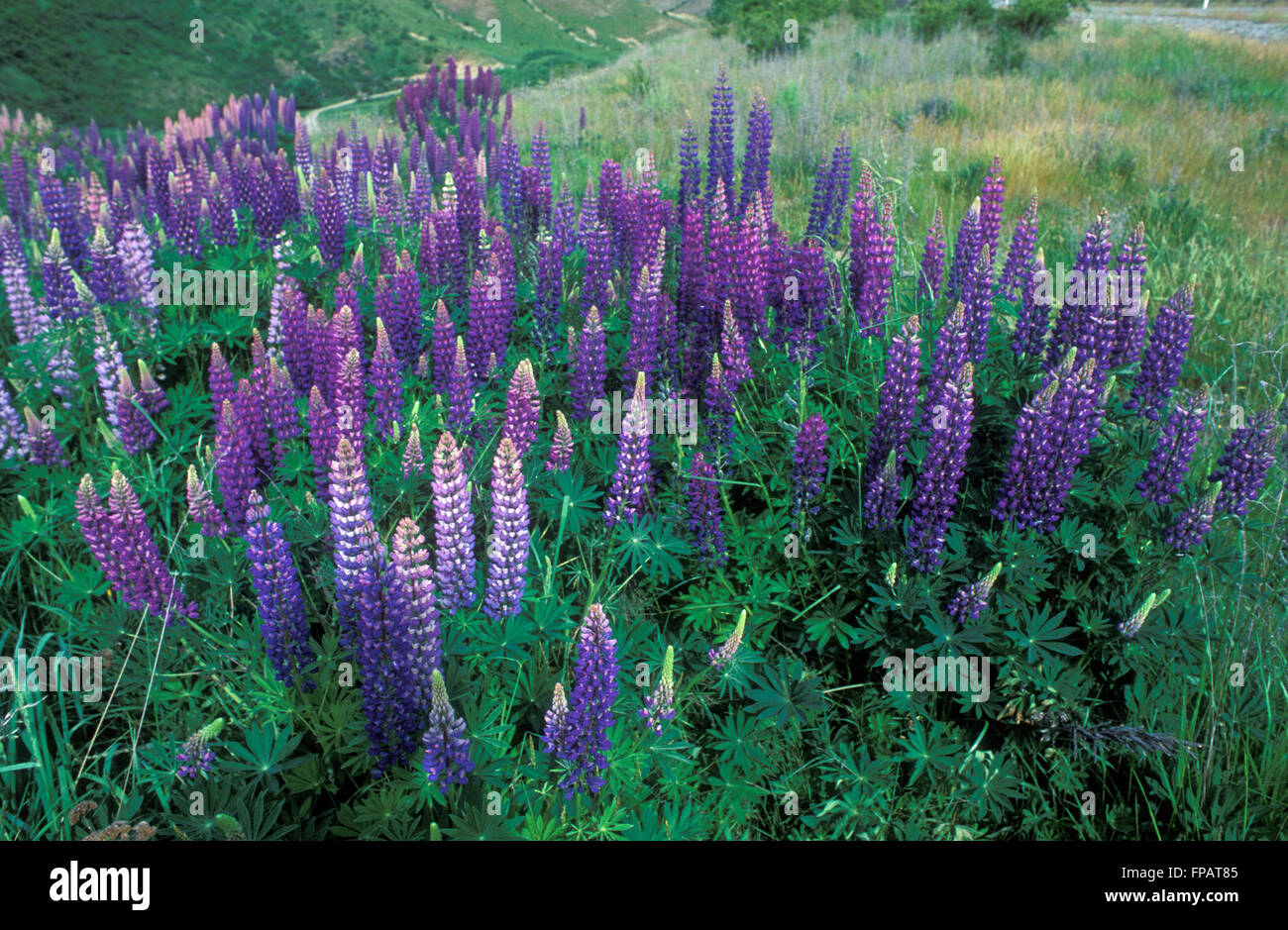 GARDEN BED OF PURPLE LUPINUS POLYPHYLLUS (LUPINS) Stock Photo