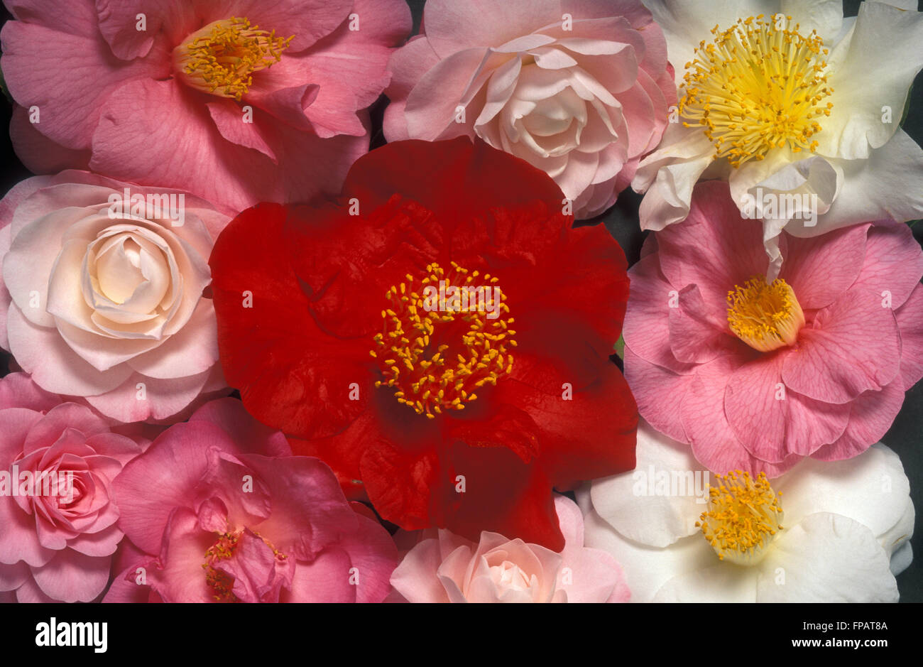 ASSORTED CUT CAMELLIA FLOWERS Stock Photo
