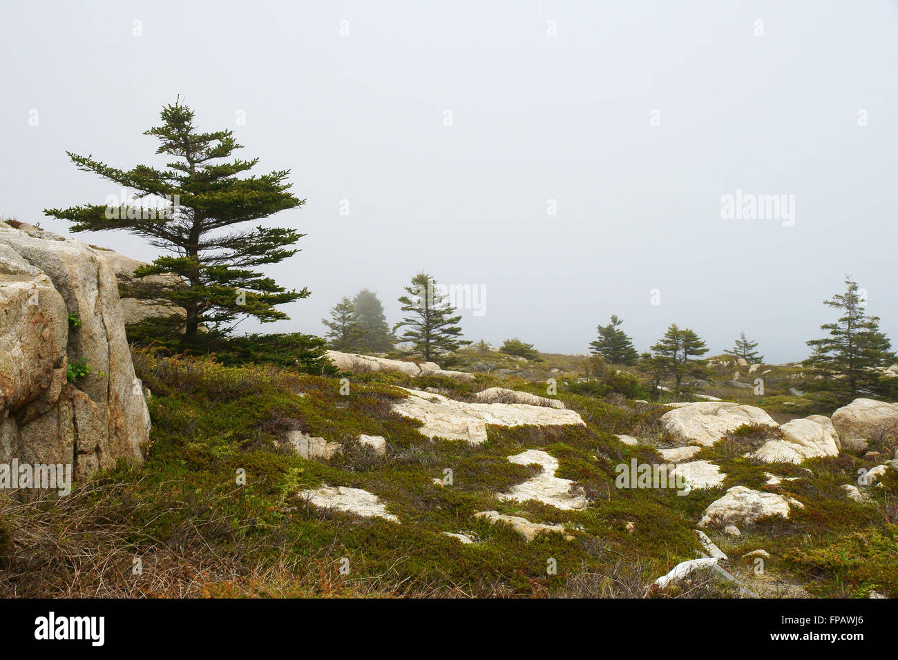 Pine trees in a foggy day Stock Photo - Alamy