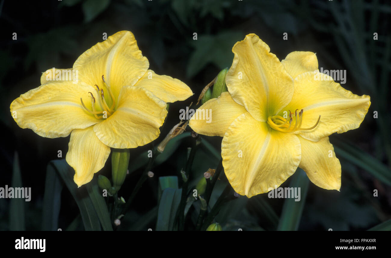 Closeup of yellow Day lilies (Hemerocallis) Stock Photo