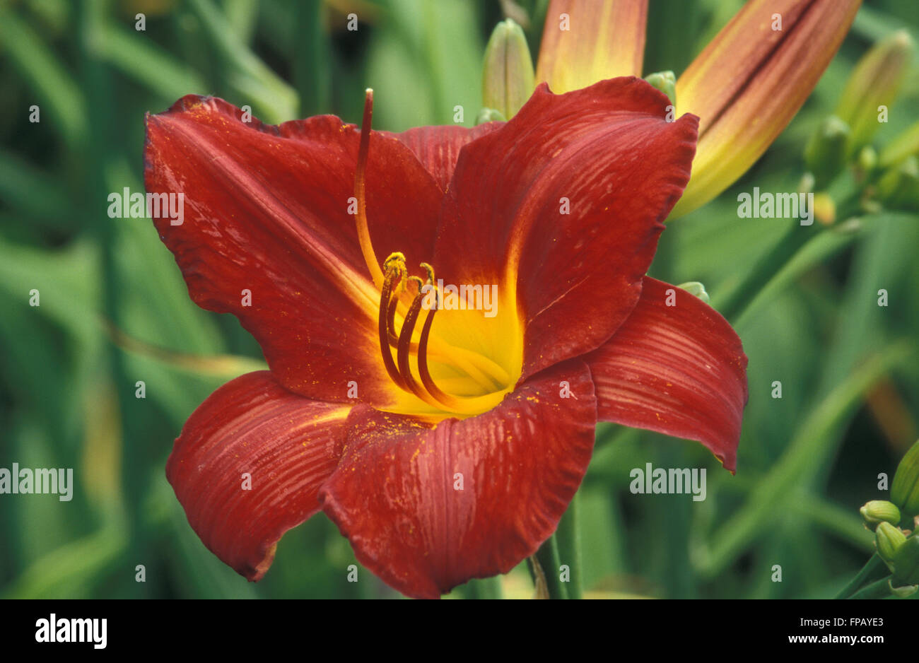 Day lily (Hemerocallis) Stock Photo