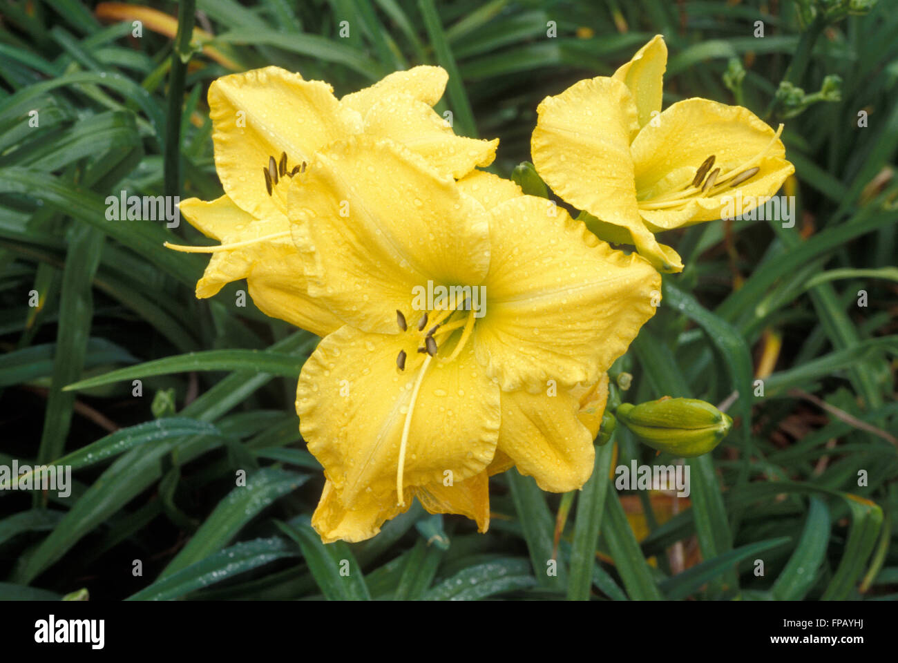 Yellow Day lilies (Hemerocallis) Stock Photo