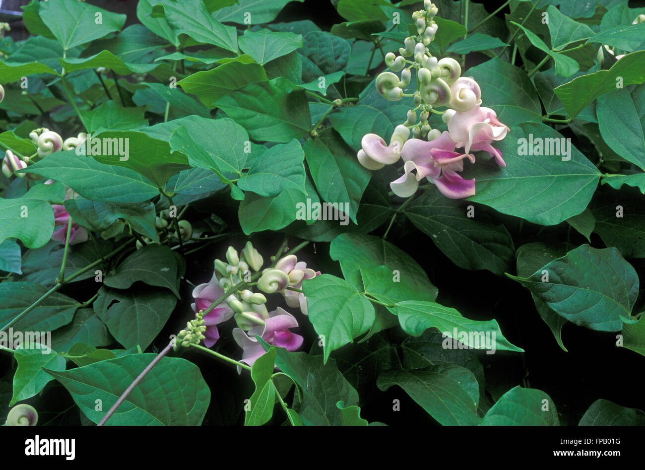 PHASEOLUS CARACALLA (SYN VIGNA CARACALLA) SNAIL FLOWER Stock Photo