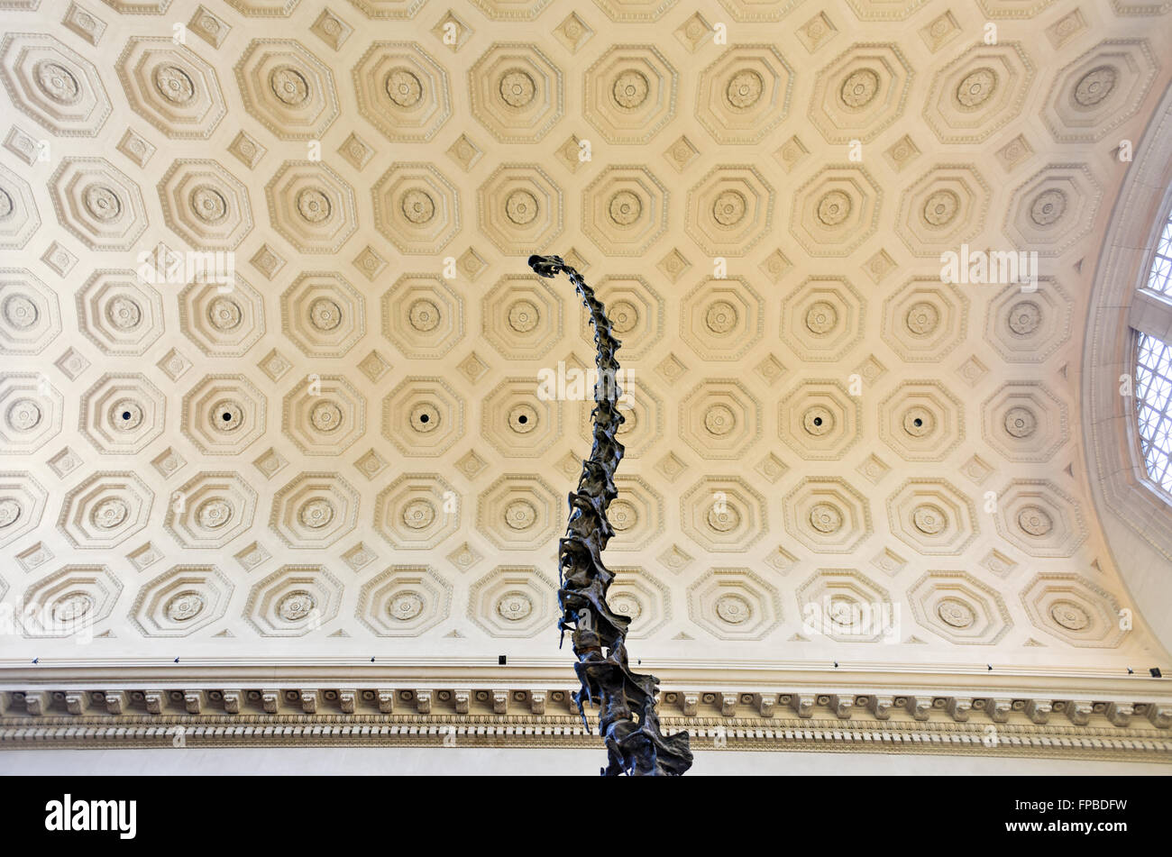 New York City - January 31, 2016: Barosaurus in the entrance hall of the American Museum of Natural History in Manhattan. Stock Photo