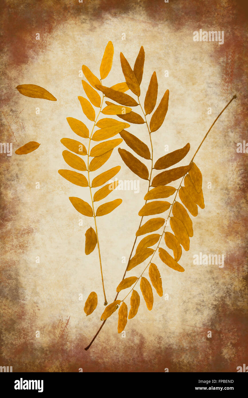 Autumn Honeylocust leaves on grunge background with copy space Stock Photo