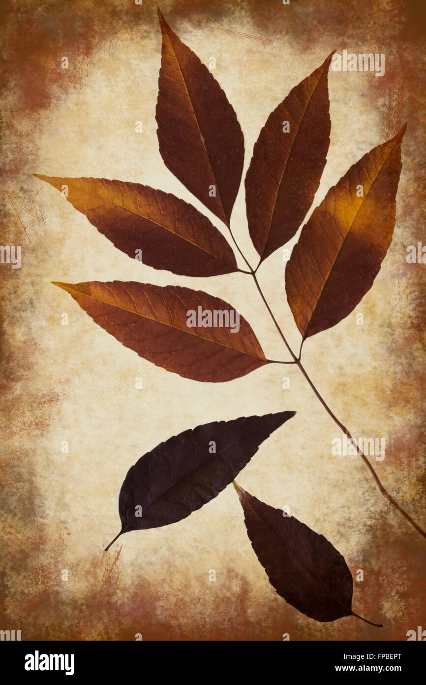 Autumn Ash leaves on grunge background Stock Photo