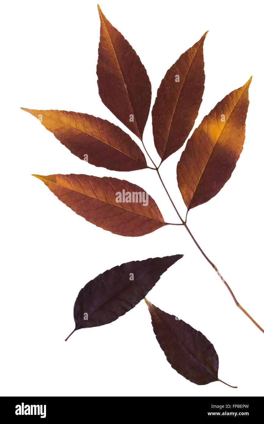 Autumn Ash leaves on white background Stock Photo