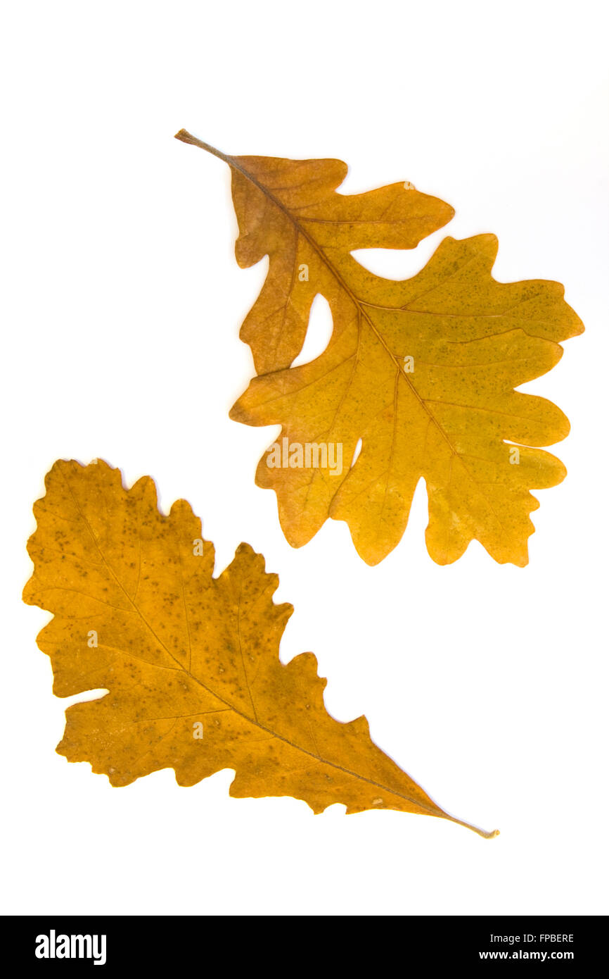 Autumn oak leaves on white background with copy space Stock Photo